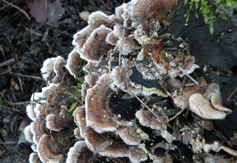 Aphyllophorales senza campioni